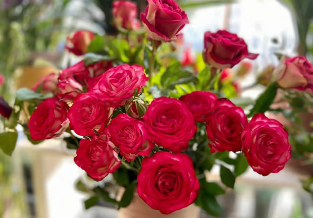 13朵玫瑰代表什么意思 不同数量玫瑰花代表的含义汇总