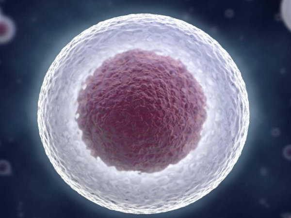 优势卵泡的质量好不好 有优势卵泡能否说明卵巢功能好