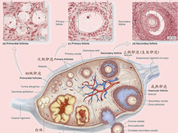 优势卵泡总在一侧是为什么 左卵巢优势卵泡什么意思