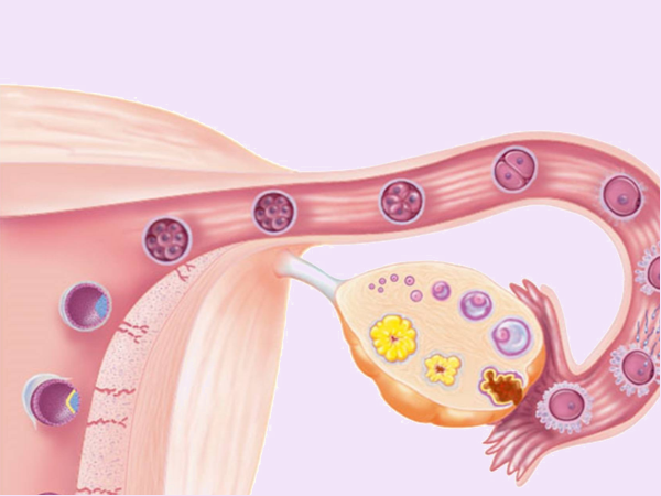 女人没有卵泡是怎么回事(附3个原因)