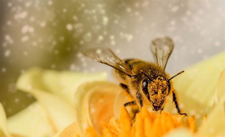 儿童花粉过敏有什么表现 孩子花粉过敏怎么处理及如何预防？