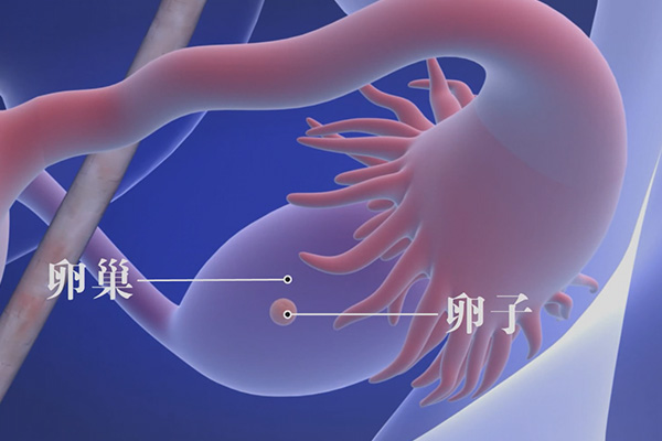 排卵当天最明显的症状 女性排卵当天症状持续时间