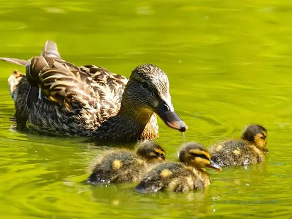 怀孕孕妇梦见一群鸭子在水里游泳是什么意思(附梦境解析)