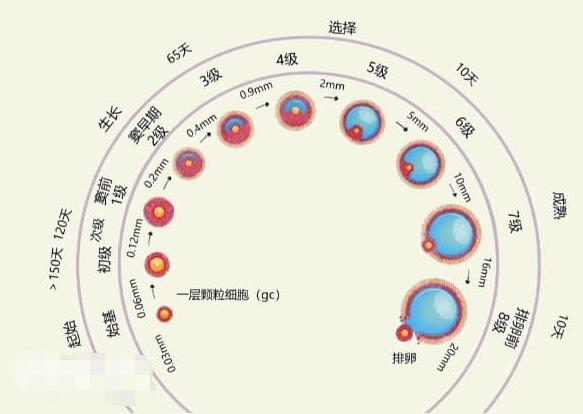 卵泡正常的生长速度是多少(卵泡生长缓慢是什么原因)