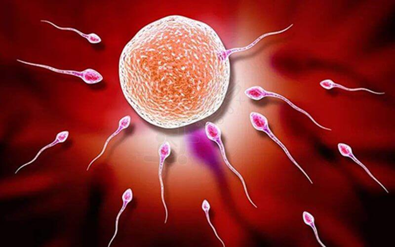 什么是排卵障碍？影响女性生育能力的“元凶”之一