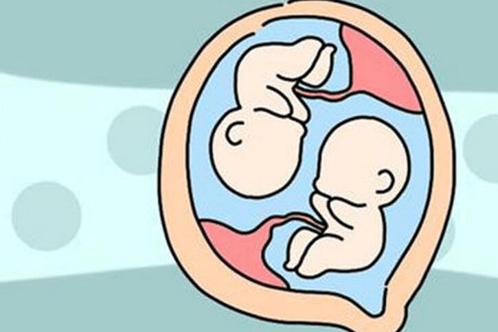 龙凤胎是怎么形成的(龙凤胎在子宫内的形成过程)