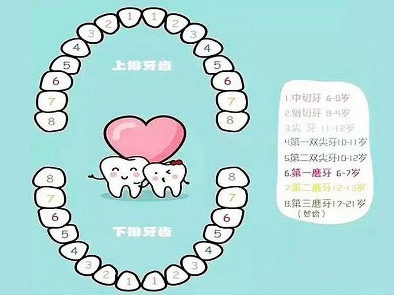 儿童换牙时间顺序图(为什么孩子6岁还不换牙)
