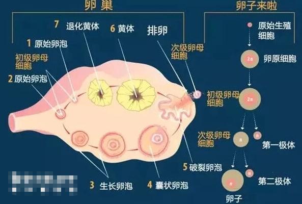 卵泡萎缩的原因(附卵泡萎缩的症状及治疗方法)