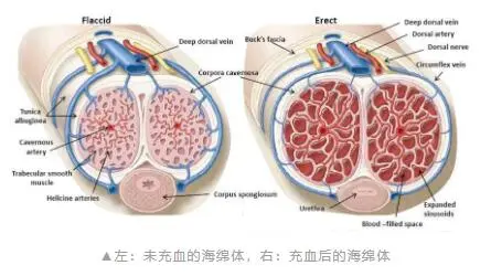 亲亲过后男生为什么小腹会疼(附如何缓解疼痛)