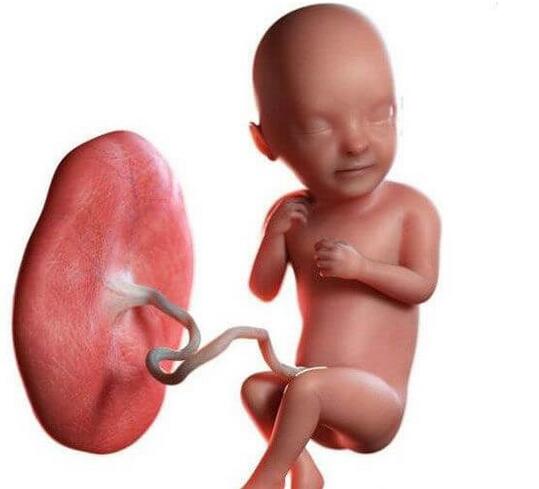 子宫前位是前置胎盘吗(预防胎位前置的方法)