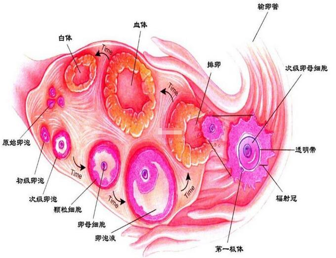 卵泡各个阶段生长速度对照表(促进卵泡发育的食物有什么)