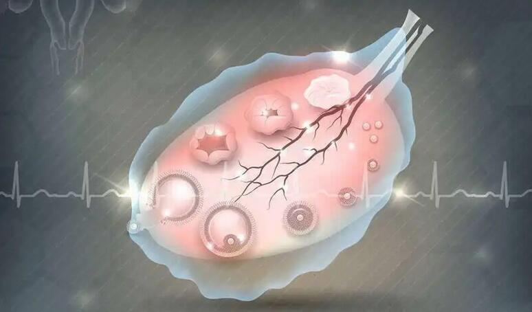 卵泡发育不成熟怎么调理(卵泡发育不好吃什么食物和中药)