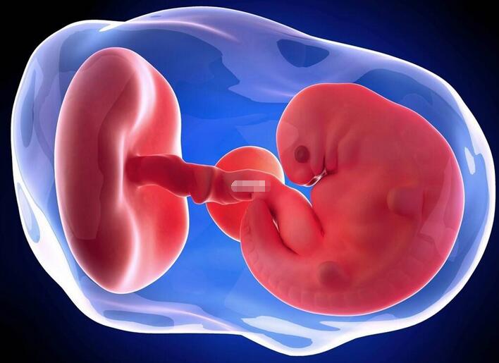 如何从孕囊看胎儿性别(附3个方法)