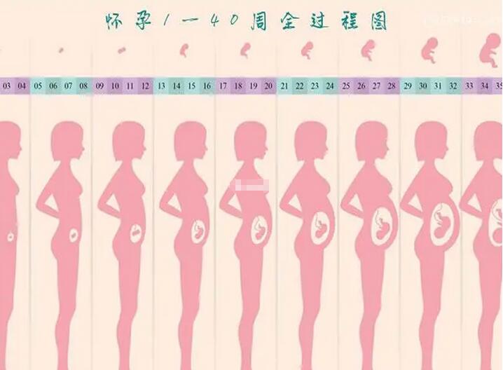 怀孕1一9月肚子变化图(孕期注意事项有哪些)