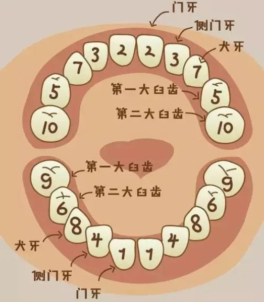 儿童换牙顺序图20颗(10岁儿童换牙顺序)
