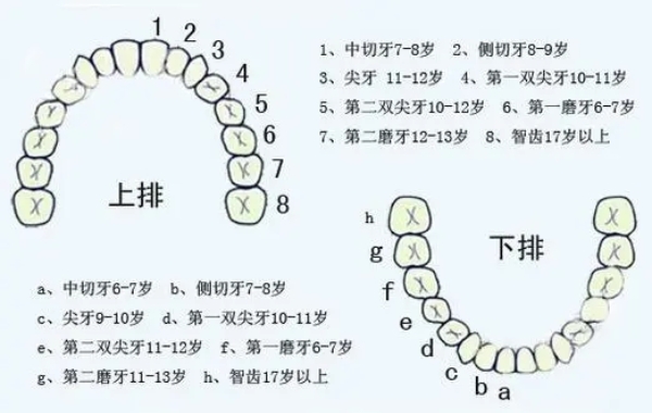 儿童换牙顺序图20颗(10岁儿童换牙顺序)