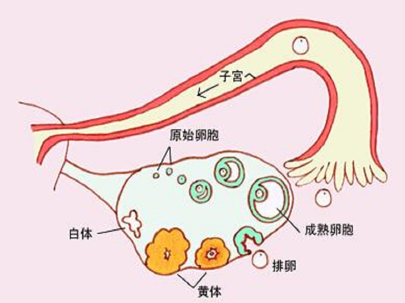 怎么判断是否得了卵巢早衰？AMH、FSH..给你答案