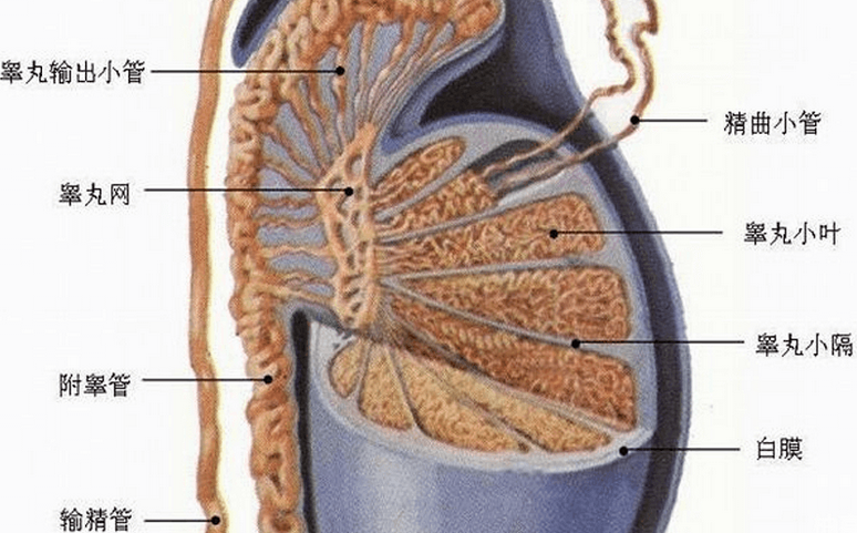 做睾丸穿刺对身体有什么伤害后遗症(睾丸穿刺对睾丸有伤害吗)