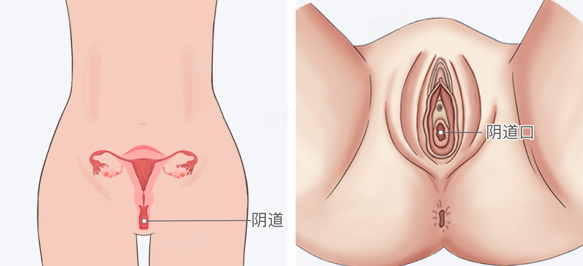 女人的阴道在哪？