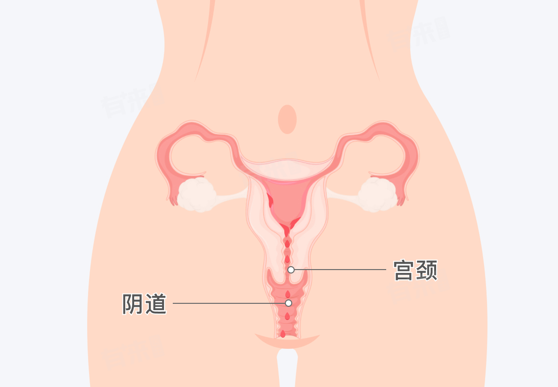 女生姨妈是从哪里流出来的？