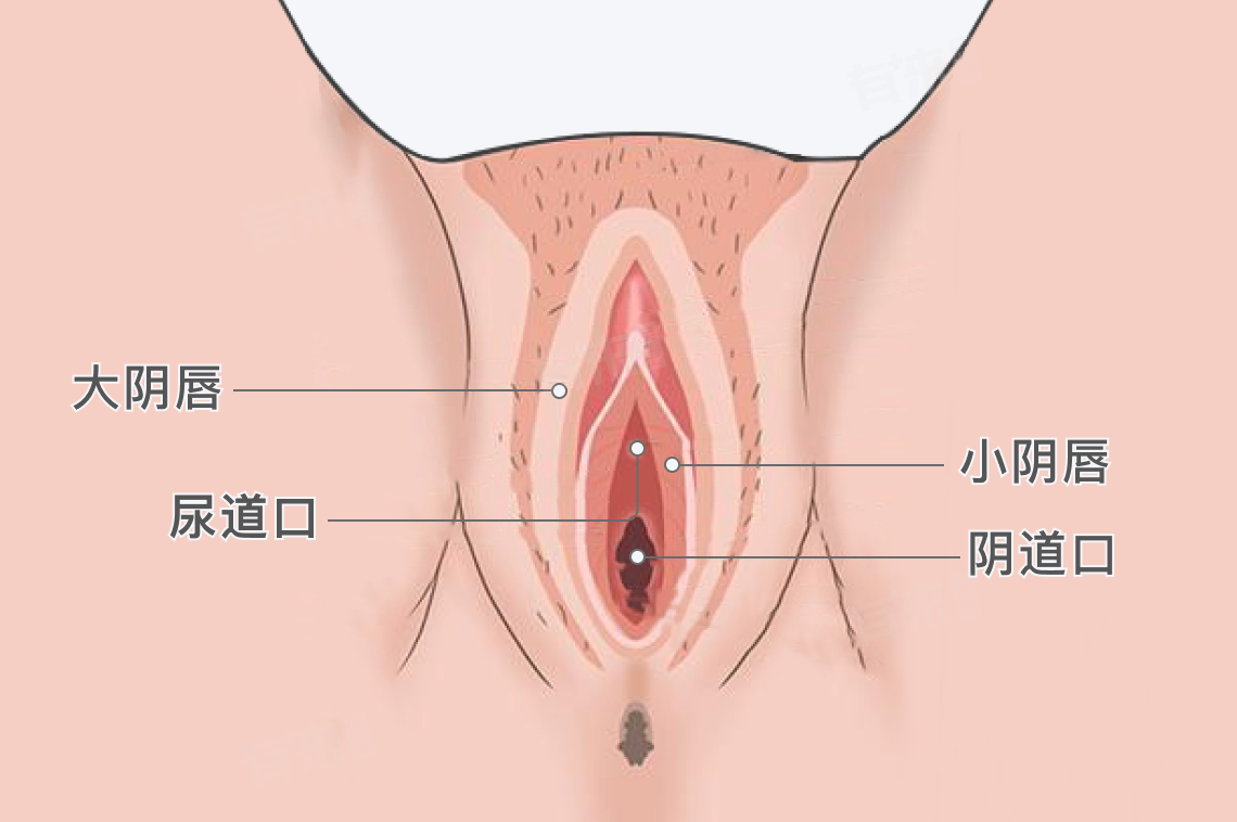 阴唇在哪里？