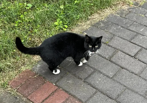 别再误解！孕妇梦见黑猫不是“凶兆”，这2种场景反是安心信号