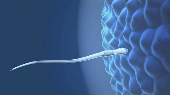 Y精子真的“短命”吗？掌握排卵期黄金12小时,科学提升Y精子受孕率