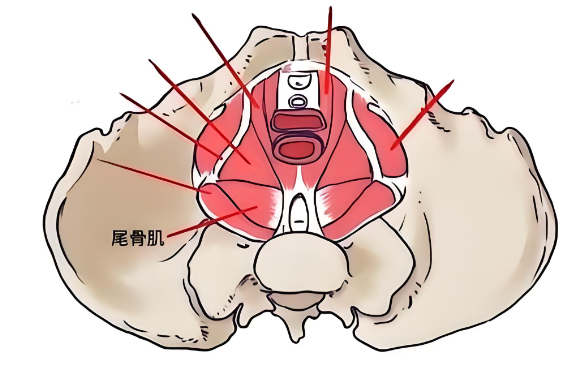 怎么判断自己产后有没有松弛？护士长教你3招在家轻松自测