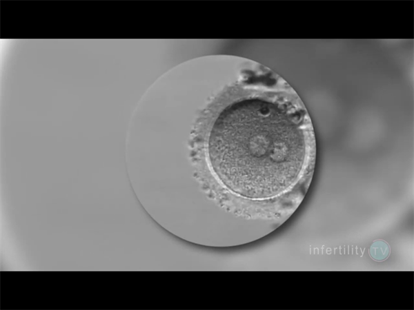 HCG翻倍不好、孕酮持续偏低？借卵试管前三个月最全的保胎干预指南