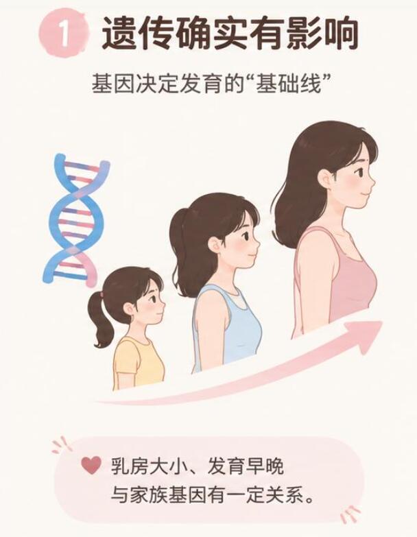 乳房发育小和遗传有关吗？