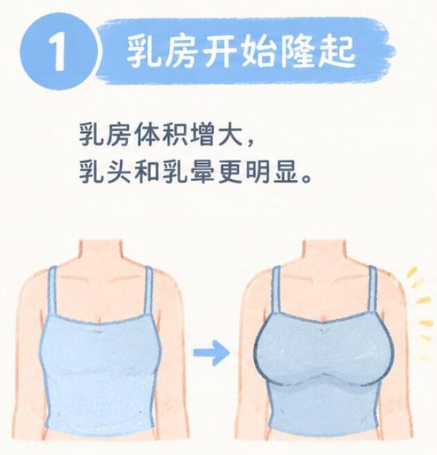 乳房发育二期有哪些表现？
