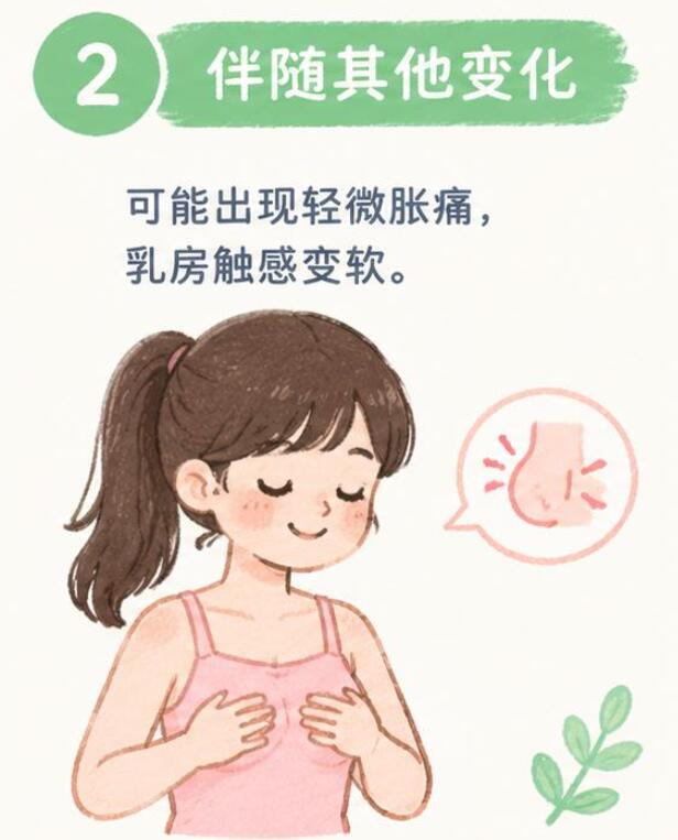 乳房发育二期有哪些表现？