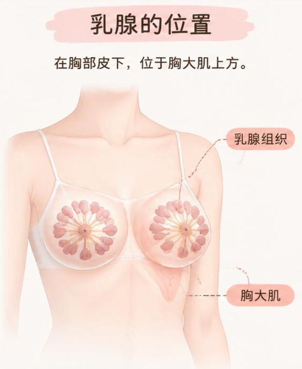 乳腺到底在哪？90%的人都摸错了位置！