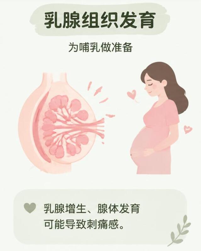 怀孕初期乳房刺痛是什么原因？其实是身体在悄悄为宝宝“建粮仓”
